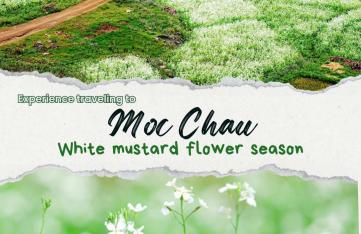 Experience traveling to Moc Chau white mustard flower season